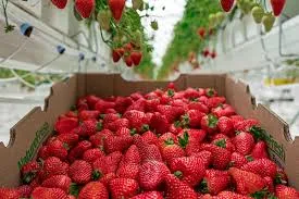 A handful of freshly picked strawberries